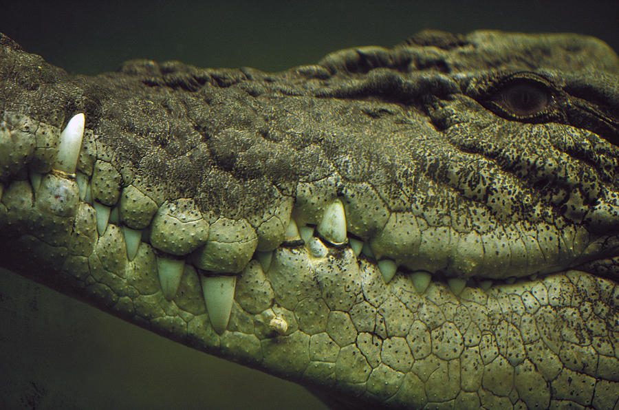 Câu chuyện về việc ăn thịt của loài cá sấu này